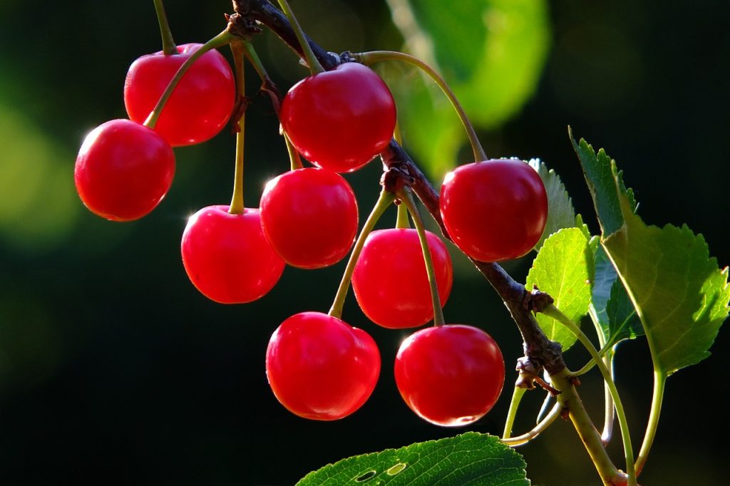 cherries, cherry tree, branch-826113.jpg