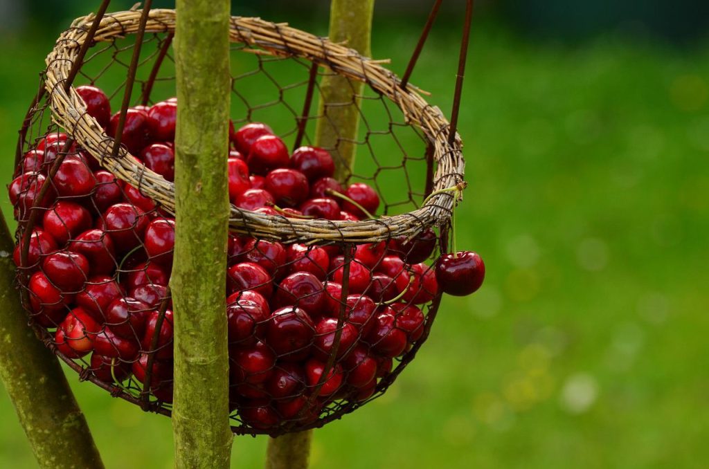 cherries, fruits, basket-1503974.jpg