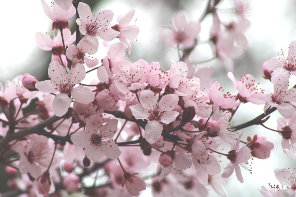 cherry blossoms, flowers, tree-4846635.jpg