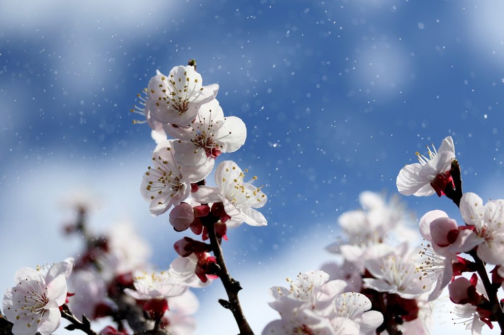 sakura, flowers, cherry blossoms-4071571.jpg