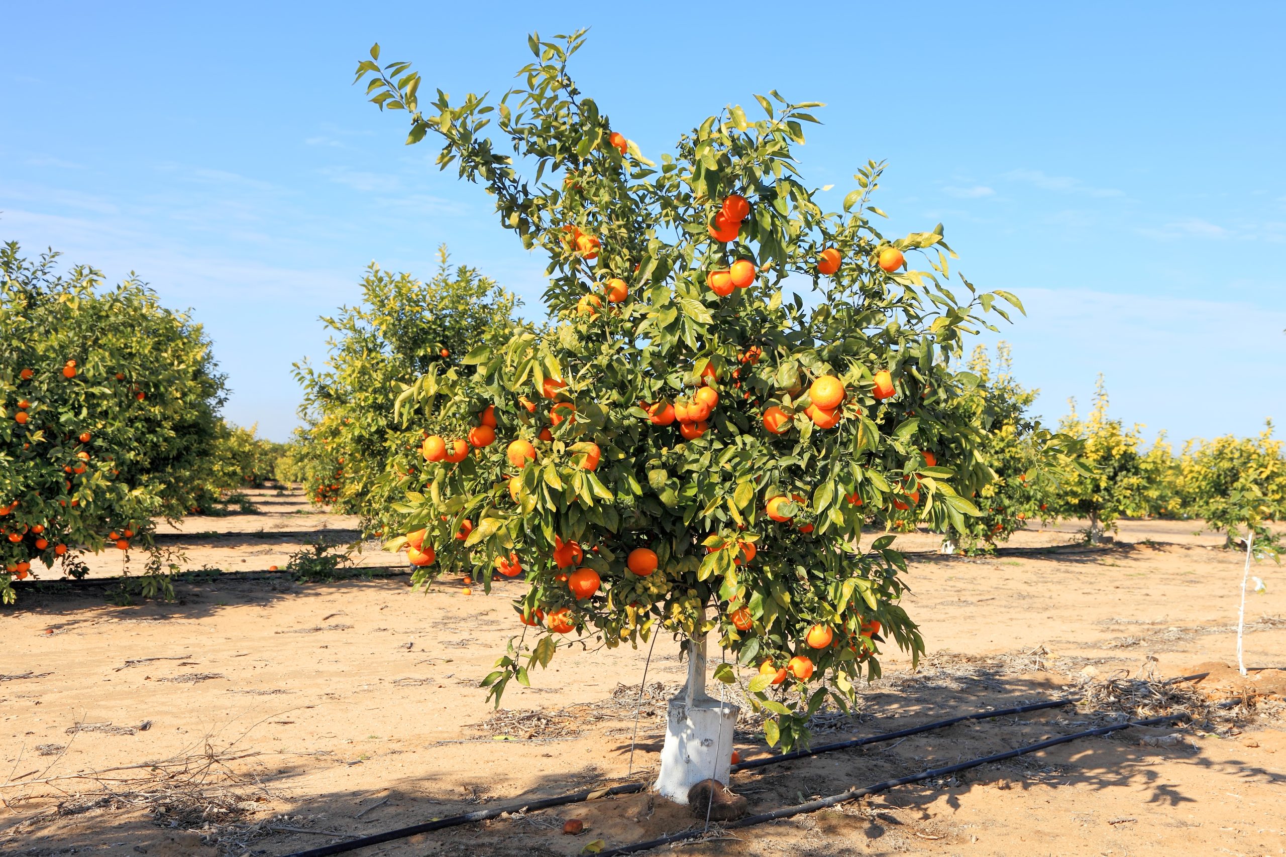 Curso: Gestión del riego localizado para frutales​